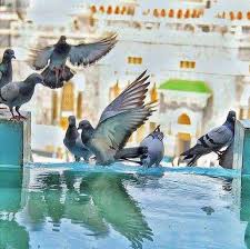 A Beautiful View Of Pigeons In Al Masjidul Haram Beautiful Views Beautiful Makkah