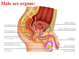 Anatomy of the male breast. Name The Parts Of The Male Reproductive System Ppt Video Online Download