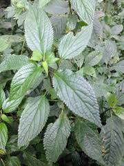 Image result for Laportea ovalifolia