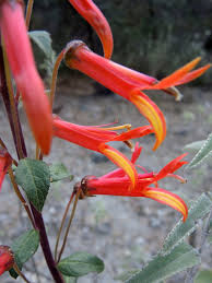 Image result for Scleria laxiflora