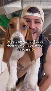 Lets see what Basset Hounds we have at dog daycare! #dogdaycare  #bassethoundsoftiktok #bassethoundpuppy
