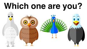 which bird personality type are you