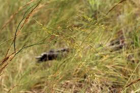 Image result for Thesium dolichomeres