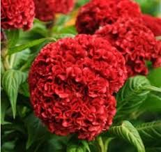 Mayesh Wholesale Florists Search Our Flower Library Flowers Red Flowers Orange Wedding Flowers