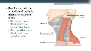 Muscles named for their origin and insertion muscles named for their origin and insertion : Muscular System Muscular System Functions Skeletal Muscle Pulls