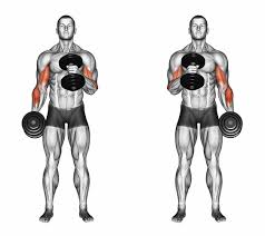 6 Best Free Weight Exercises For Bigger Biceps Food Fitness