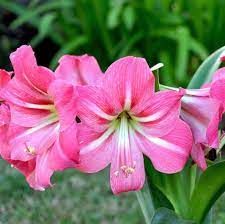 Pink Amaryllis Bulbs For Sale Online Amaryllis Pink Flush Easy To Grow Bulbs Amaryllis Bulbs Easy To Grow Bulbs Amaryllis