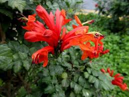 Image result for Tecoma capensis