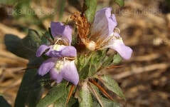 Image result for Hygrophila schulli