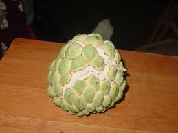All i did was choke her friend!!! File Anona Custard Apple Outside Jpg Wikipedia