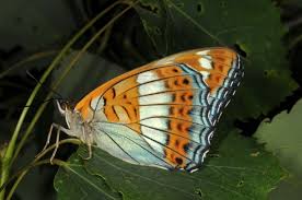 Image result for Limenitis populi