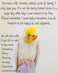 Pin On Conure Cockatiel Bird