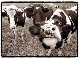 Nature Photography Cows Black And White Photography Print Animals Farm Nature Funny Fun Silly Happy Dairy Sepi Cow Photography Animal Smile Animals