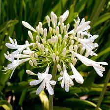 Agapanthus good for wedding bouquets. Agapanthus Bridal Bouquet Plants For Sale Free Uk Delivery