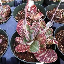 Image result for Kalanchoe humilis