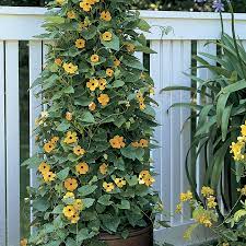 Can be pruned to standard form. Black Eyed Susan Vine Seeds