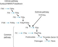 Aptt uses an activator to narrow the reference range but, ptt does not use an activator. Prothrombin Time And Activated Partial Thromboplastin Time Sciencedirect
