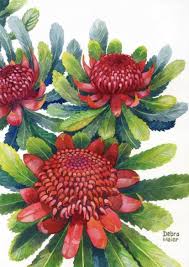 Red Waratah Print Australian Native Art Print Native Flower Etsy Australian Flowers Flower Art Australian Native Flowers