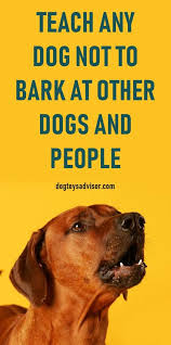 We did not find results for: Stop Any Dog From Barking At Other Dogs And People Dog Training Obedience Dog Training Dog Training Tips