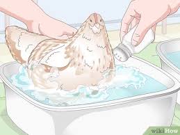 How To Bathe A Chicken With Pictures Wikihow