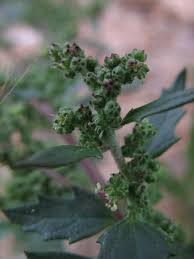 Image result for Chenopodiastrum