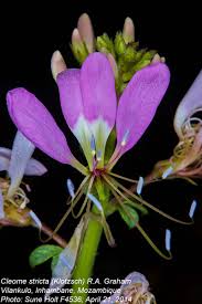 Image result for Cleome stricta