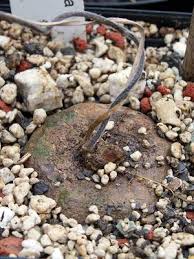 Image result for Ceropegia meyeri-johannis