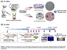 After the cells of interest have been isolated from living tissue. Enhancement Of Cartilage Regeneration Efficiency With Human Adipose Stem Cell Three Dimensional Spheroid Osteoarthritis And Cartilage