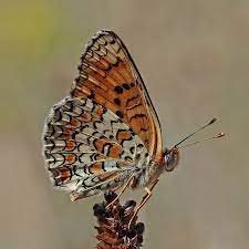 En grand fan de paranormal, vous avez certainement dû voir des films d'horreur. Nystagmus Wikipedia