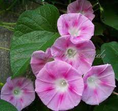 Pretty N Pink Morning Glory Morning Glory Flowers Garden Vines Morning Glory