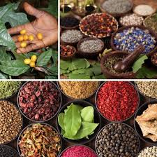 Image result for Eureiandra eburnea