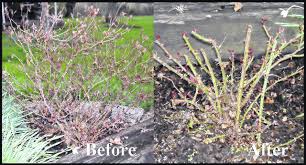 At the same time, pruning roses often seems to be. Knock Out Roses Pruning Care Portsmouth Daily Times