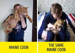 A munchkin female trying to give birth to maine coon kittens could be difficult and even dangerous. 9 Facts About Maine Coon Cats That Breeders Don T Talk About