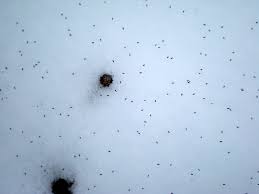We did not find results for: Snow Fleas Wild About Utah