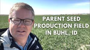 Parent seed production Field in Buhl, Idaho