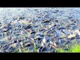 Monosax Tilapia Fish Eating Food In The Pond Monopriya Tilapia Fish Farming In India Youtube Tilapia Fish Farming Fish Farming Fish Feed