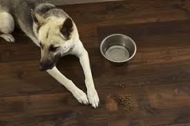 Luxury Vinyl That S A Perfect Flooring For Pets Water Resistant Too Flooring Diy Renovation With Images Water Resistant Flooring Vinyl Wood Flooring Vinyl Flooring