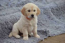 We did not find results for: Most Popular Golden Retriever Names Of 2021 And 500 Other Ideas Golden Hearts