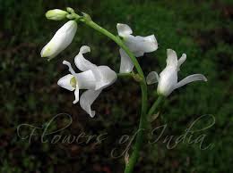 Image result for Dipcadi