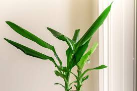 But, the most common types are similar to the ones below. Corn Plant Dracaena Plant Care Growing Guide