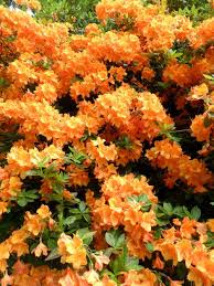 Vwcampervan Aldridge Bright Orange Orange Plant Beautiful Flowers Garden Weird Plants