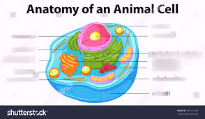 Maybe you would like to learn more about one of these? Animal Cell Science Test Diagram Quizlet