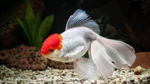 Oranda Goldfish Definitive Care Guide Color Varieties Size