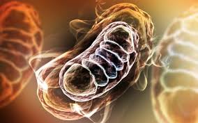 Maybe you would like to learn more about one of these? 1st Eukaryote Without Mitochondria Redefines Our Limb On Tree Of Life Cbc News