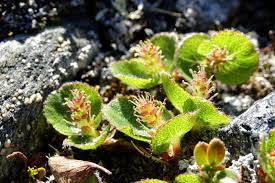 Image result for Bivinia jalbertii