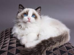 31 most beautiful persian cat pictures and photos. The Most Beautiful Cat Breeds In The World