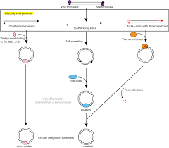 There are hundreds of strains of lambda virus. Viral Genome Circularization Viralzone