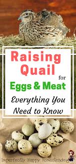 The Nitty Gritty Basics On Raising Quail The Imperfectly Happy Home Raising Quail Raising Turkeys Quail