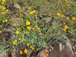 Image result for Emilia discifolia