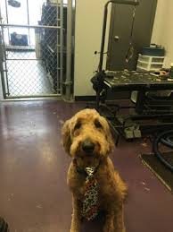 We also provide full service grooming for all dog breeds and cats. Sham Pooches Grooming Spa 16 Photos Pet Groomers 730 Ormsby Road West Nw Edmonton Ab Phone Number